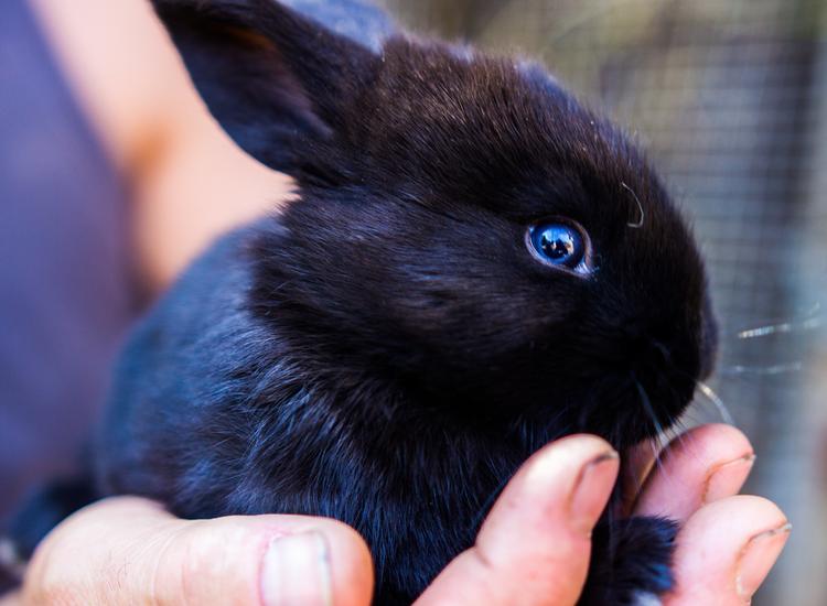 34% of vegetarian consumers still buy cosmetics containing animal by-products 