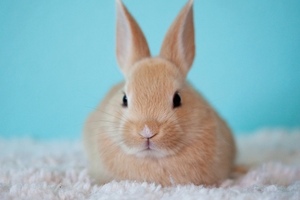 36% of women prefer to purchase cruelty-free beauty