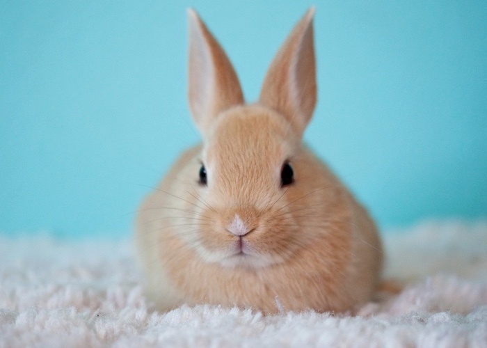 36% of women prefer to purchase cruelty-free beauty