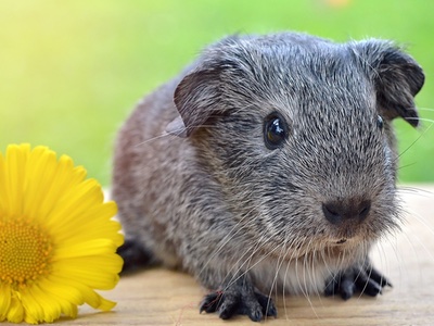 46% of Australian women now prioritise cruelty-free claims