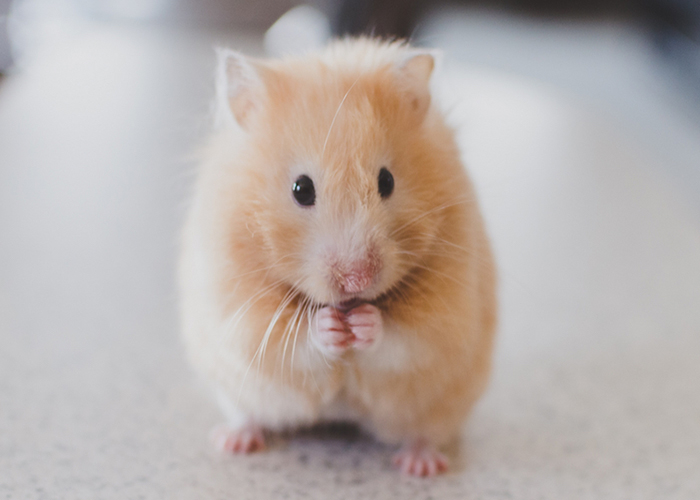 85% of Brits against the reintroduction of animal testing 
