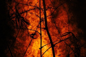 ‘A code red for humanity’: The harsh outlook for beauty in a warmer world 
