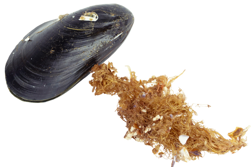 A forgotten ancient marine material is entering modern skincare