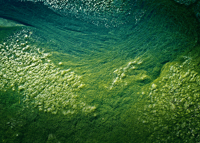 A new algae detox for skin