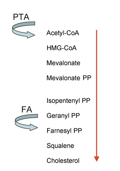 A new bioactive complex that normalizes skin lipid metabolism in individuals with oily skin