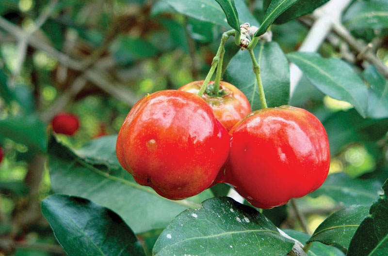 A round-the-world look at the best superfruits for cosmetics