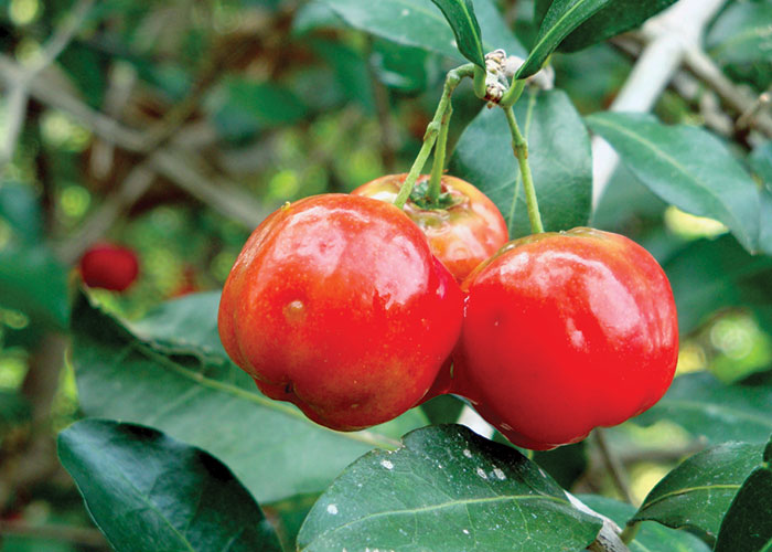 A round-the-world look at the best superfruits for cosmetics