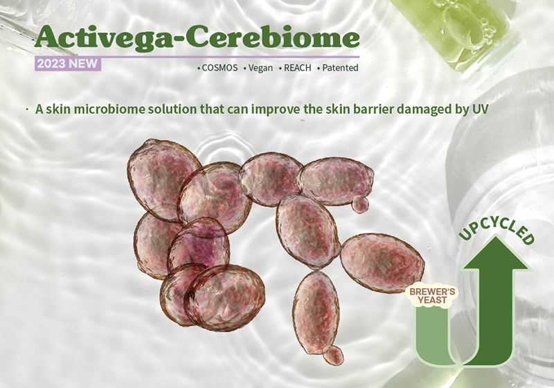 A skin microbiome solution that can improve the skin barrier damaged by UV
