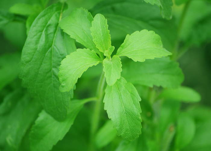 A sweet deal: Will stevia be the next big beauty ingredient? 