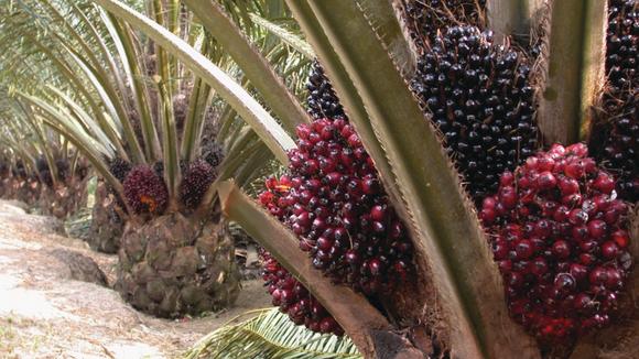 AAK brings sustainable palm oil to Europe