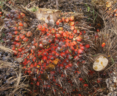 AAK warns manufacturers against sustainable palm oil ‘claims trap’