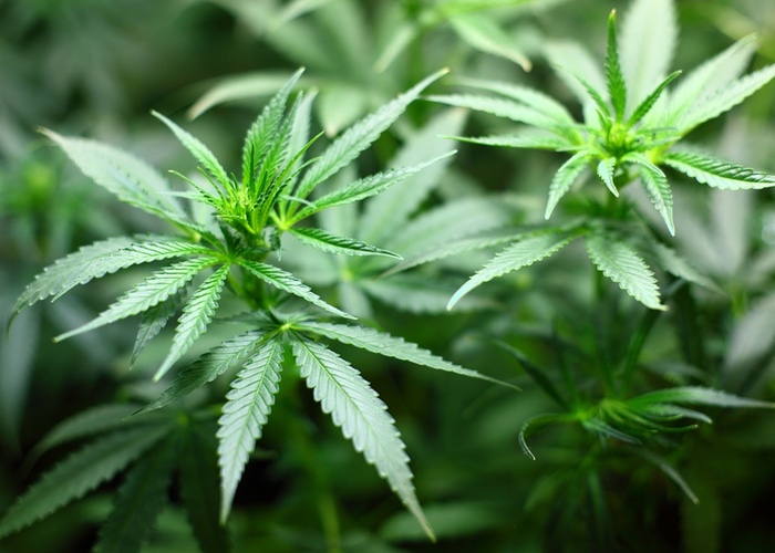 Abattis Bioceuticals acquires cannabis producer Gabriola Green Farms