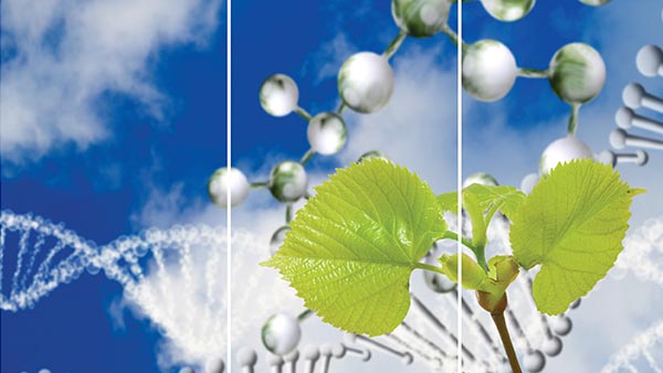 Active ingredient supplier Sytheon updates brochure