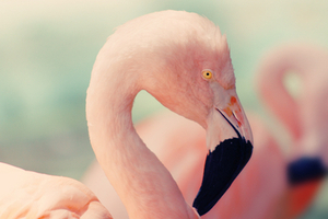 Advanced Nutrition harnesses flamingo power for new range