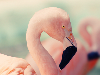 Advanced Nutrition harnesses flamingo power for new range