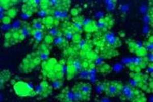 Advancell Efficacy