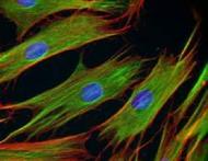 Advancell Toxicity