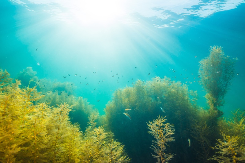 Aethic's sunscreen features an eco-compatible formula, proven safe for corals and clams 