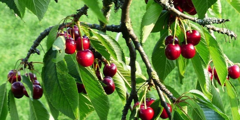 Afyren develops eco-friendly pest control solution to protect crops used in cosmetics ingredients