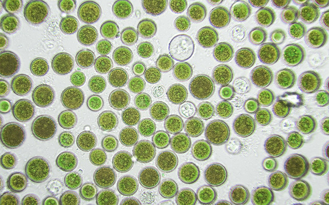 Algophagyl brings energy back to skin