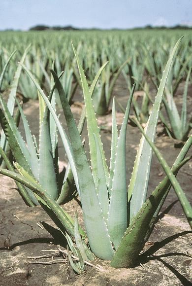 All about anthraquinones - part 1