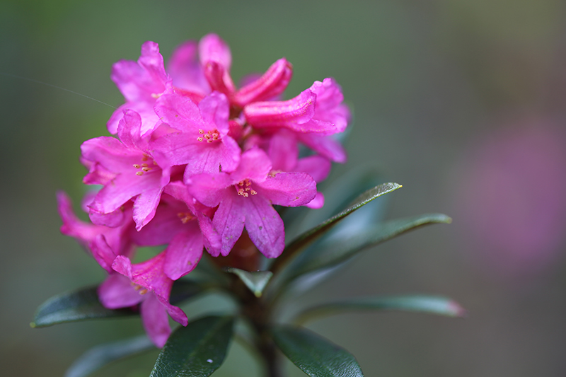 Alpine Rose Active clears age-promoting cells