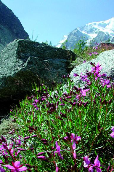 Alpine source gets sebum levels under control