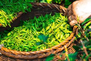 Amorepacific invests in microorganism research with Green Tea Probiotics Research Center