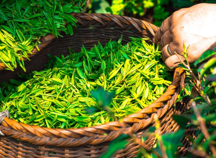 Amorepacific invests in microorganism research with Green Tea Probiotics Research Center