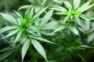 Amyris hits jackpot with $255m deal for cannabinoid development 
