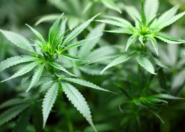 Amyris hits jackpot with $255m deal for cannabinoid development 
