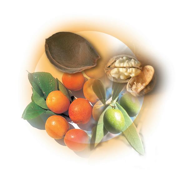 An encyclopaedia of offerings from AMI