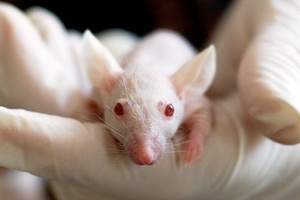 Animal testing: 35-plus cosmetics players join forces to push for animal-free methods globally