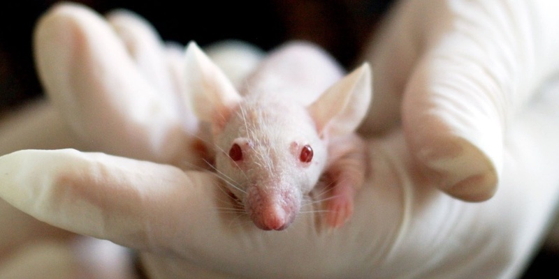 Animal testing: 35-plus cosmetics players join forces to push for animal-free methods globally