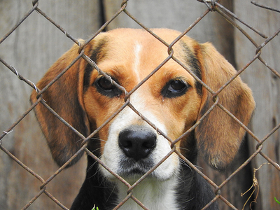 Animal testing ambiguity can stay, says European Ombudsman 