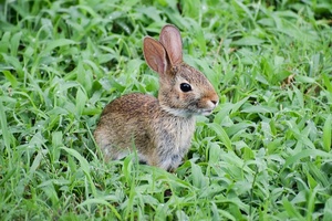 Animal testing ban in US takes one step closer