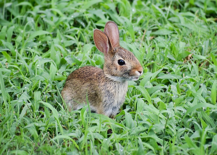 Animal testing ban in US takes one step closer