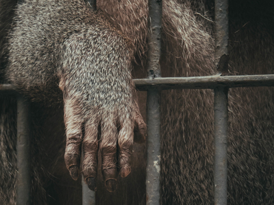 Animal testing: What's the next step in cosmetics?
