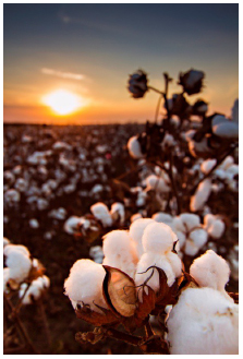 Arabian Cotton PRCF the next step in Photo-dermatology