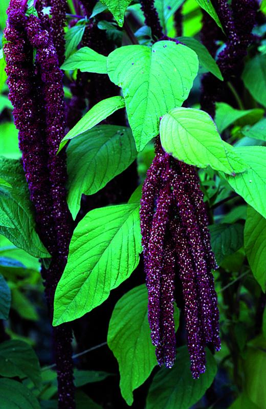Arch base new peptide on amaranth