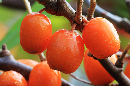 ArctiCare Arctic Berry Oils – skin benefits from inside and out