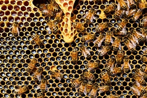 Are bees the new ‘buzz’ word in cosmetics?