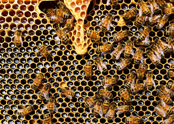 Are bees the new ‘buzz’ word in cosmetics?