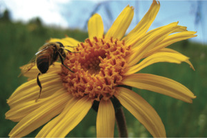 Arnica Flower CO2-Extract – Approved Efficacy in Topical Treatment