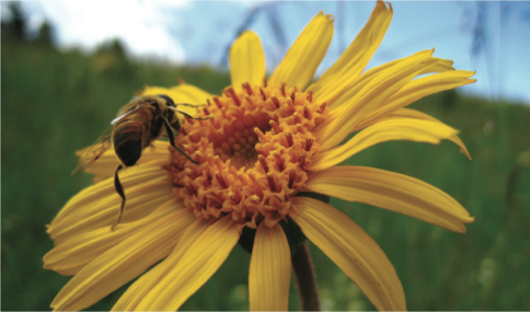 Arnica Flower CO2-Extract – Approved Efficacy in Topical Treatment