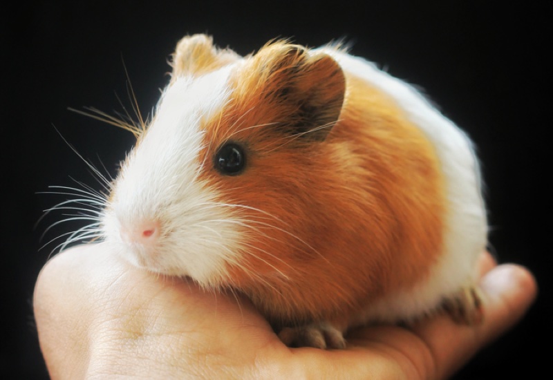 85% of Brits against the reintroduction of animal testing 
