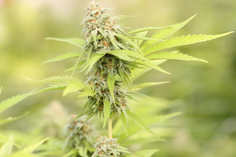 Amyris hits jackpot with 5m deal for cannabinoid development 
