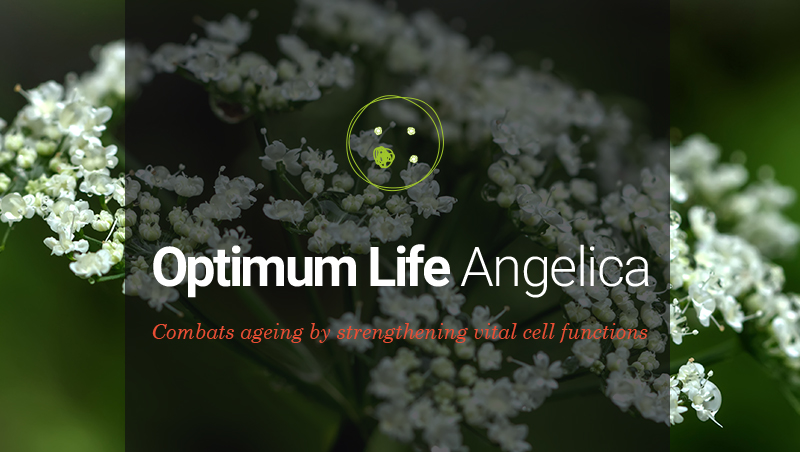 Angelica cells: from cell functions optimization to skin rejuvenation
