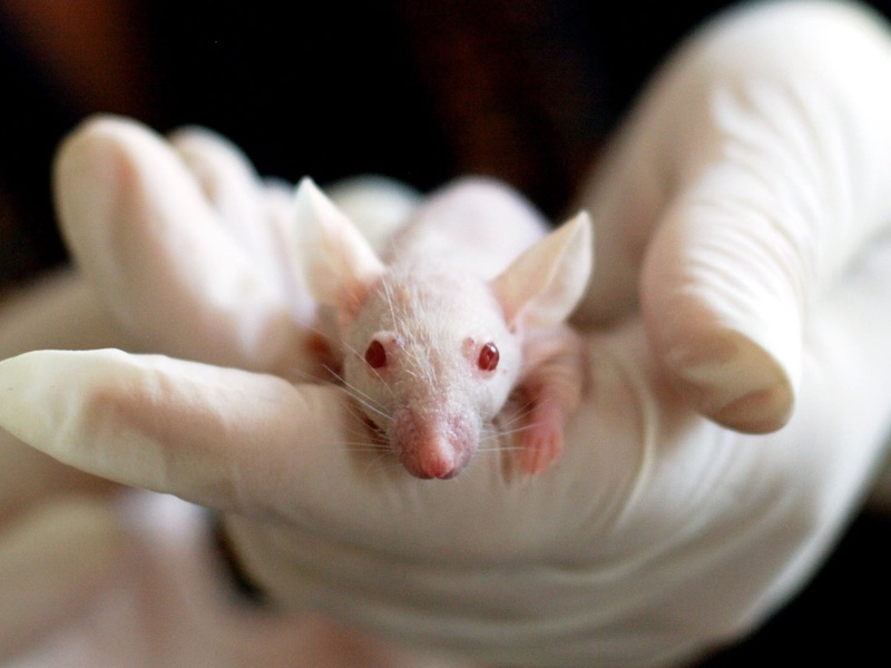 Animal testing: 35-plus cosmetics players join forces to push for animal-free  methods globally