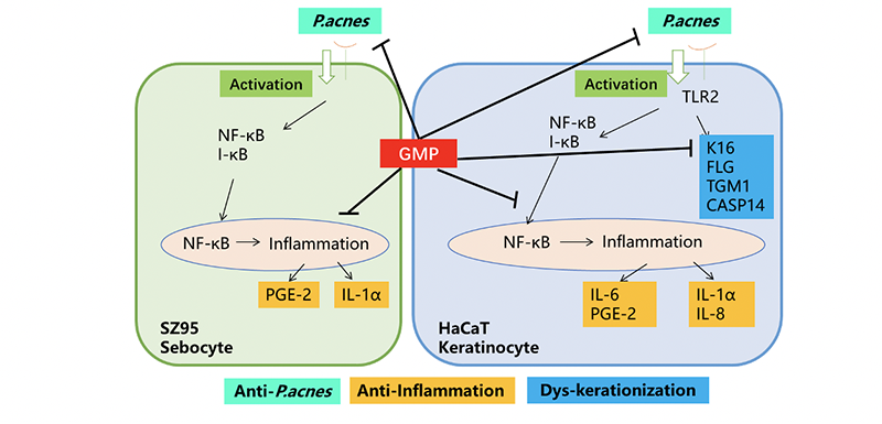Figure 4. Possible therapeutic mechanisms based on our in vitro results. These mechanisms could elucidate the efficacy of GMP in the treatment of acne